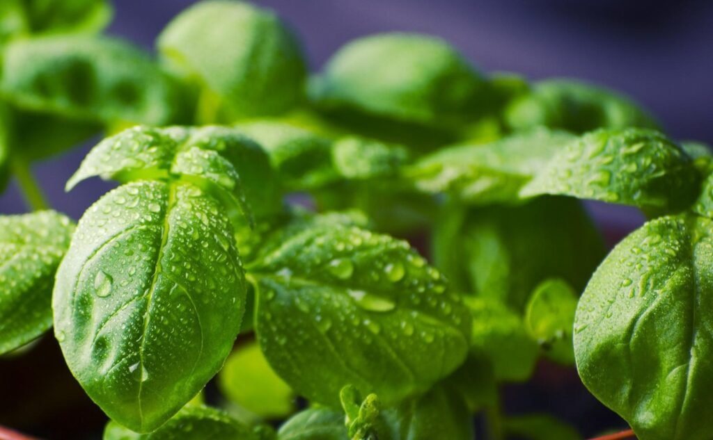 Fresh basil leaves beaded with water