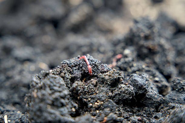 Dark, living soil with an earthworm